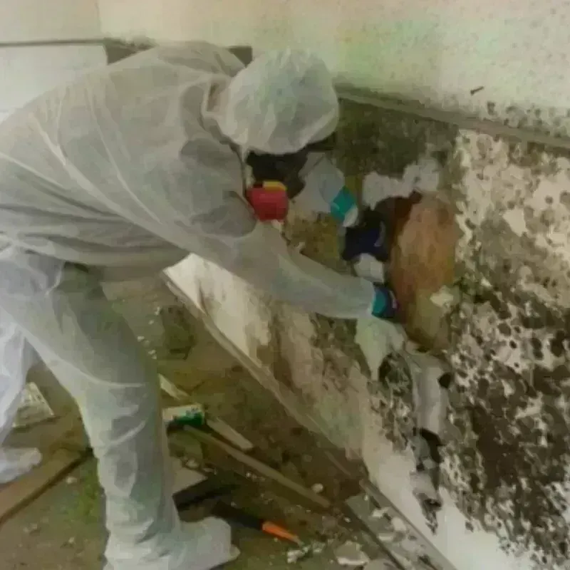 Mold Remediation and Removal in Lake Mills, IA